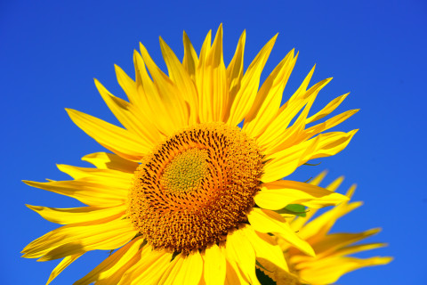 hans sunflower 2511961